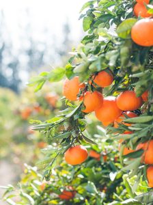 Citrusfrüchte an Baum